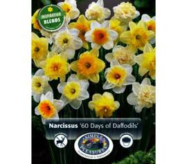 Narcisse 60 Days of Narcissus (Période de floraison étendue - Inspiration Blend) (Zone : 3) (Paquet de 20 bulbes)