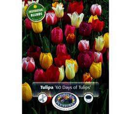 Tulipe 60 Days of Tulips (Période de floraison étendue - Inspiration Blend) (Zone : 3) (Paquet de 15 bulbes)
