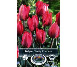 Tulipe Pretty Princess (Rembrandt) (Zone : 3) (Paquet de 5 bulbes)