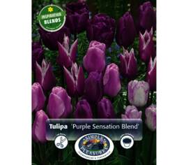 Tulipe Purple Sensation Blend (Période de floraison étendue - Inspiration Blend) (Zone : 3) (Paquet de 10 bulbes)
