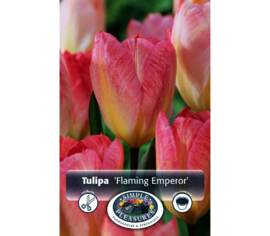 Tulipe Flaming Emperor (Fosteriana) (Parfumée) (Zone : 3) (Paquet de 5 bulbes)