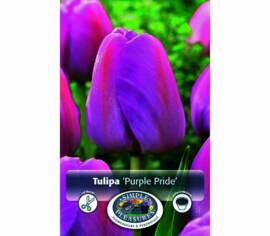 Tulipe Purple Pride (Darwin Hybride) (Zone : 3) (Paquet de 5 bulbes)