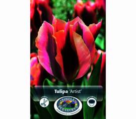 Tulipe Artist (Viridiflora) (Zone : 3) (Paquet de 5 bulbes)