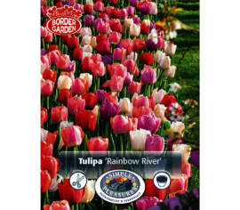 Tulipe Rainbow River (Mélange Border Garden) (Paquet de 12 bulbes)