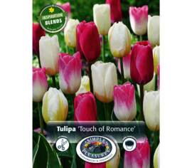Tulipe Touch of Romance (Période de floraison étendue - Inspiration Blend) (Paquet de 12 bulbes)