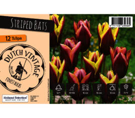 Tulipe Striped Bats (Mélange Dutch Vintage) (Paquet de 8 bulbes)