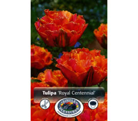 Tulipe Royal Centennial (Pivoine Double tardive) (Paquet de 5 bulbes)