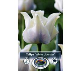 Tulipe White Liberstar (Couronne) (Paquet de 6) (taille : 12 cm et +)