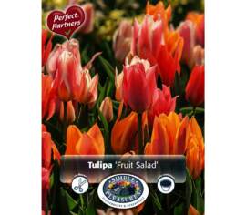 Tulipe Fruit Salad (Mélange Perfect Partners) (Paquet de 10 bulbes)