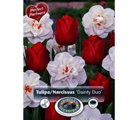 Tulipe et Narcisse Dainty Duo (Mélange Perfect Partners) (Paquet de 16 bulbes)