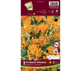 Asclépiade Tuberosa (Paquet de 2 bulbes)