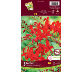 Crocosmia Lucifer (Paquet de 5 bulbes)