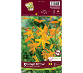 Crocosmia George Davidson (Paquet de 5 bulbes)