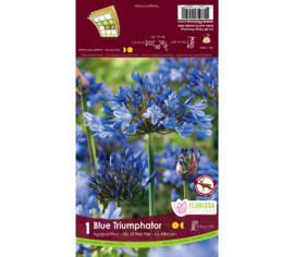 Agapanthe Triumphator (1 bulbe)