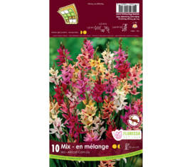 Ixia Hybrids Mixed (Paquet de 10 bulbes)