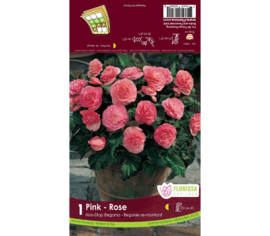 Bégonia Non-Stop Pink (Belgium) (1 bulbe)