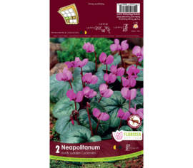 Cyclamen Neapolitanum (Zone : 4) (Paquet de 2 bulbes)