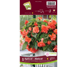 Bégonia Double Pendula Géant Apricot (Belgium) (1 bulbe)