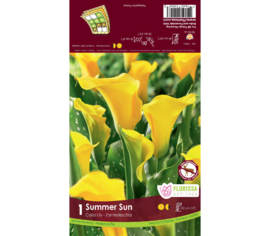 Calla Summer Sun (Zantedeschia) (1 bulbe)
