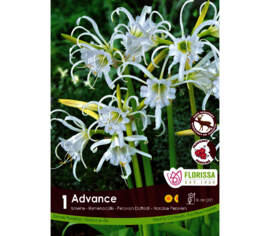 Ismene Advance (1 bulbe)
