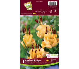 Lys Apricot Fudge (Novelty) (Double) (1 bulbe)
