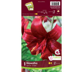Lys Haiwatha (Tigré) (Rouge foncé avec tâches) (1 bulbe)
