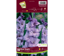 Glaïeul Blue Tropic (Paquet de 8 bulbes)