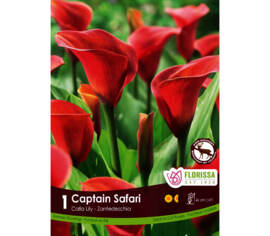 Calla Captain Safari (Orangé) (Zantedeschia) (1 bulbe)