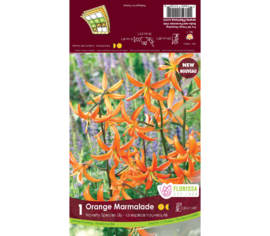 Lys Orange Marmalade (Orange) (Novelty) (1 unité)