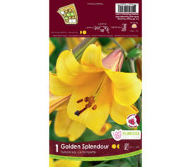 Lys Golden Splendour (Trompette) (1 bulbe)