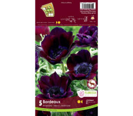 Anémone Meron Bordeaux (Zone : 5) (Paquet de 5 bulbes)