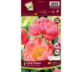 Pivoine Coral Charm (1 bulbe)