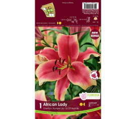 Lys African Lady (Hybride) (1 bulbe)