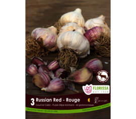 Ail Russian Red (Purple Stripe) (Hardneck - Porcelaine) (Zone : 2) (Paquet de 3 bulbes)