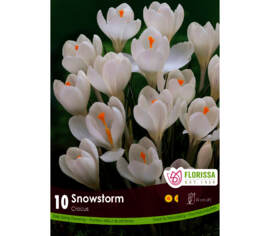 Crocus Snowstorm (À grandes fleurs) (Zone : 4) (Paquet de 10 bulbes)