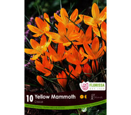 Crocus Yellow Mammoth (À grandes fleurs) (Zone : 4) (Paquet de 10 bulbes)