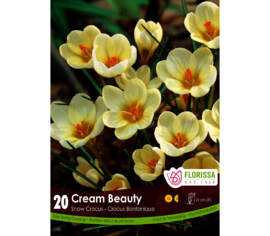 Crocus Cream Beauty (Snow - Botanique) (Zone : 4) (Paquet de 20 bulbes)