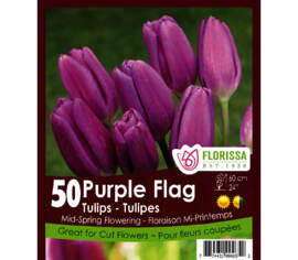 Tulipe Purple Flag Purple (Zone : 3) (Paquet de 40 bulbes)