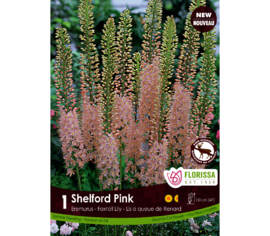 Eremurus Pink (1 bulbe)