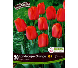 Tulipe Landscape Orange (Mammoth Pack) (Zone : 3) (Paquet de 20 bulbes)