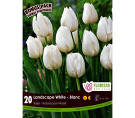 Tulipe Landscape Blanc (Mammoth Pack) (Zone: 3) (Paquet de 20 bulbes)