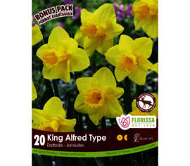 Narcisse Jaune King Alfred (Mammoth Pack) (Zone : 3) (Paquet de 20 bulbes)