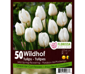 Tulipe Wildhof (Zone : 3) (Paquet de 40 bulbes)