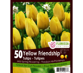 Tulipe Yellow Friendship (Zone : 3) (Paquet de 40 bulbes)