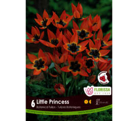 Tulipe Little Princess (Mini Botanical) (Parfumé) (Zone : 3) (Paquet de 6 bulbes)