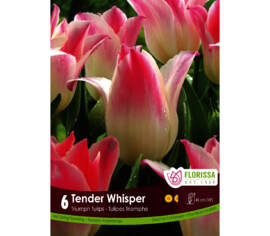 Tulipe Tender Whisper (Triumph) (Zone : 3) (Paquet de 6 bulbes)
