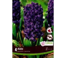 Jacinthe Aida - Bleu (Zone : 4) (Parfumée) (Paquet de 4 bulbes)