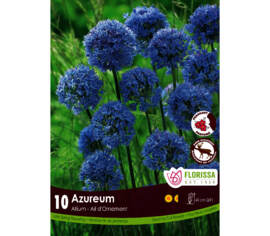 Allium Azureum (Parfumé) (Zone : 4) (Paquet de 10 bulbes)