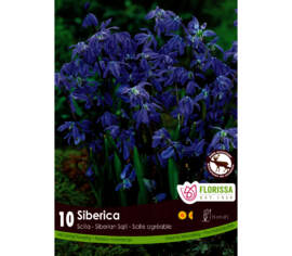 Scilla Siberica (Zone : 4) (Paquet de 10 bulbes)