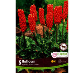 Arum Italicum (Gouet) Painted Arum (Zone : 5) (Paquet de 5 bulbes)